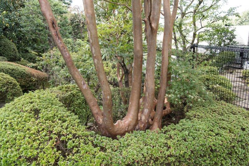 複数の幹を伸ばすような形に整えられた木